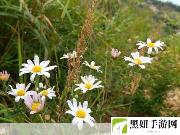 野花社区WWW三无限播放,1. 《在无尽的野花社区中探索无限乐趣