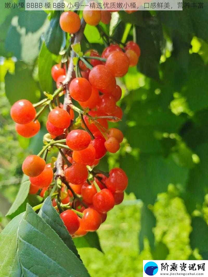 嫩小槡-BBBB-槡-BBB-小号——精选优质嫩小槡-口感鲜美-营养丰富
