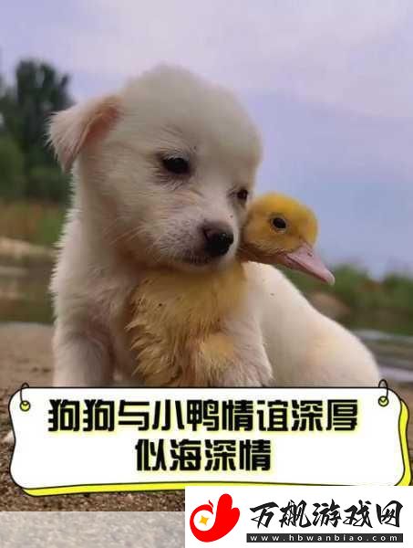 人物与动物交互