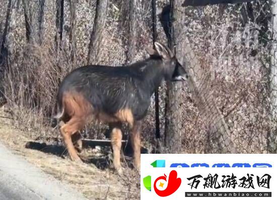 友在西藏林芝偶遇姜子牙坐骑