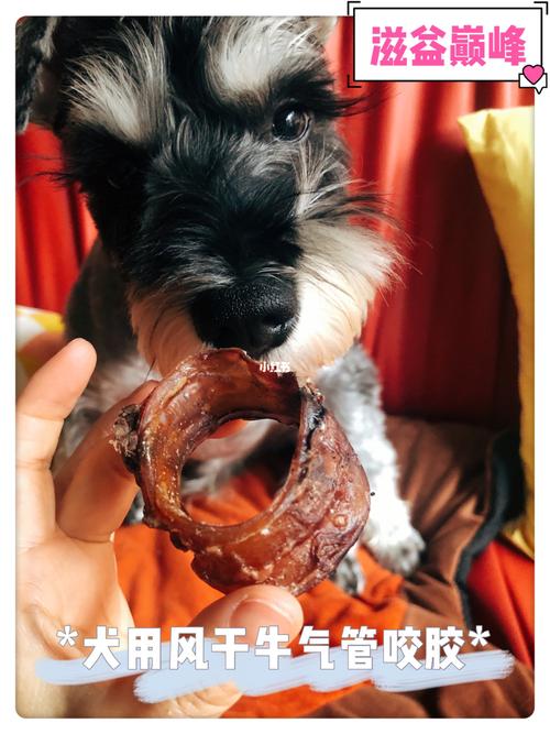 狗和人胶配方20分钟-网友：最强养宠秘籍！