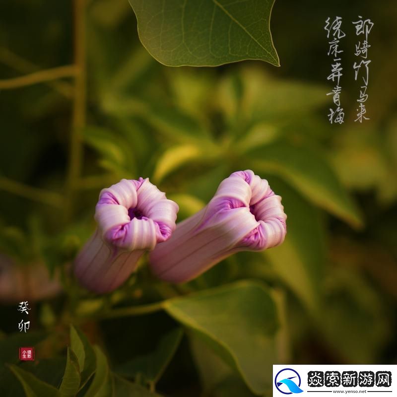 绕床弄青梅
