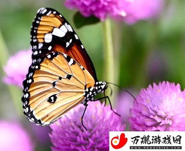 探索“花蝴蝶免费看片大全”：影片的视觉盛宴