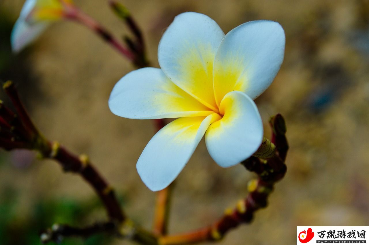 花语直播