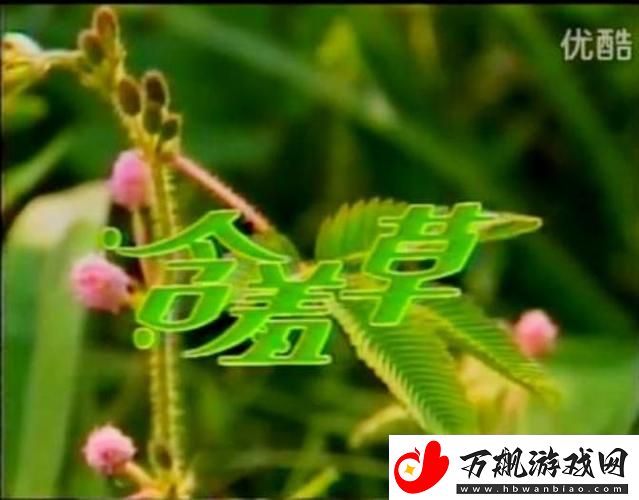 含羞草免费观看电视剧的背景故事-网友：情感交织-感动无数观众
