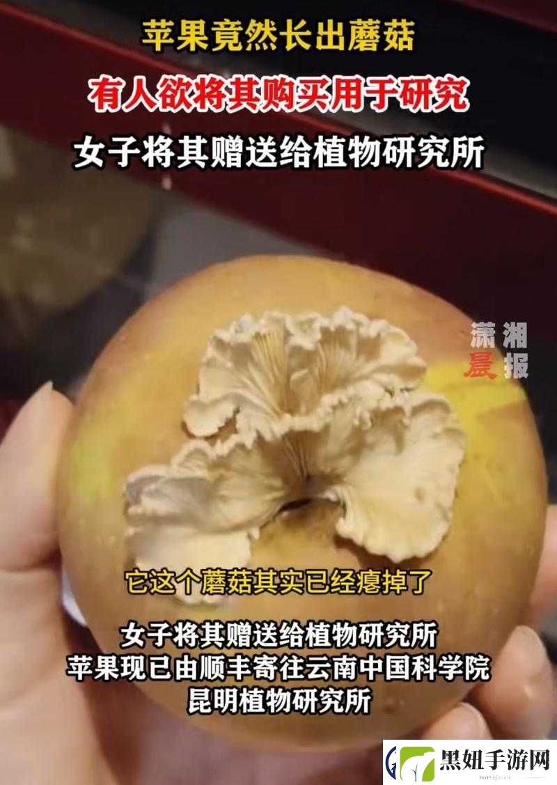 蘑菇吃瓜网黑料：深度揭秘背后不为人知的真相