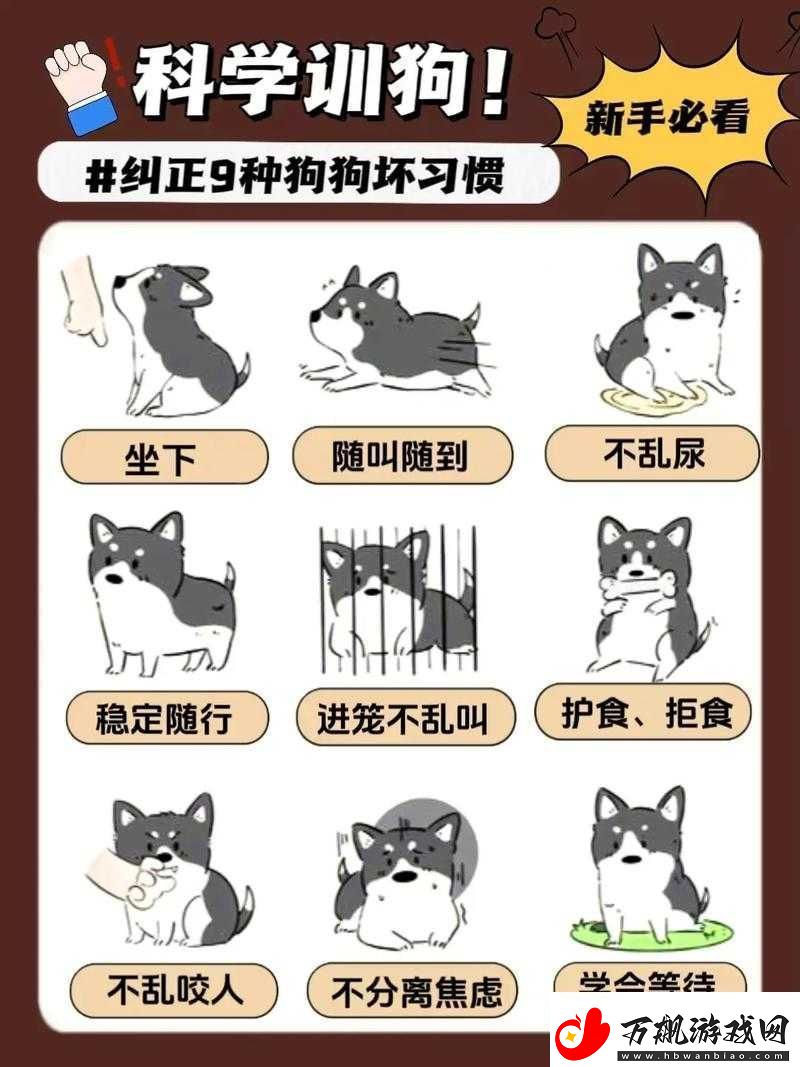 网调小狗的方法：探索一种独特的宠物训练方式