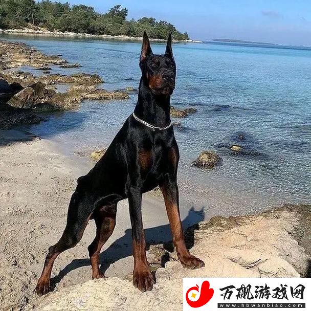 “俄罗斯犬种