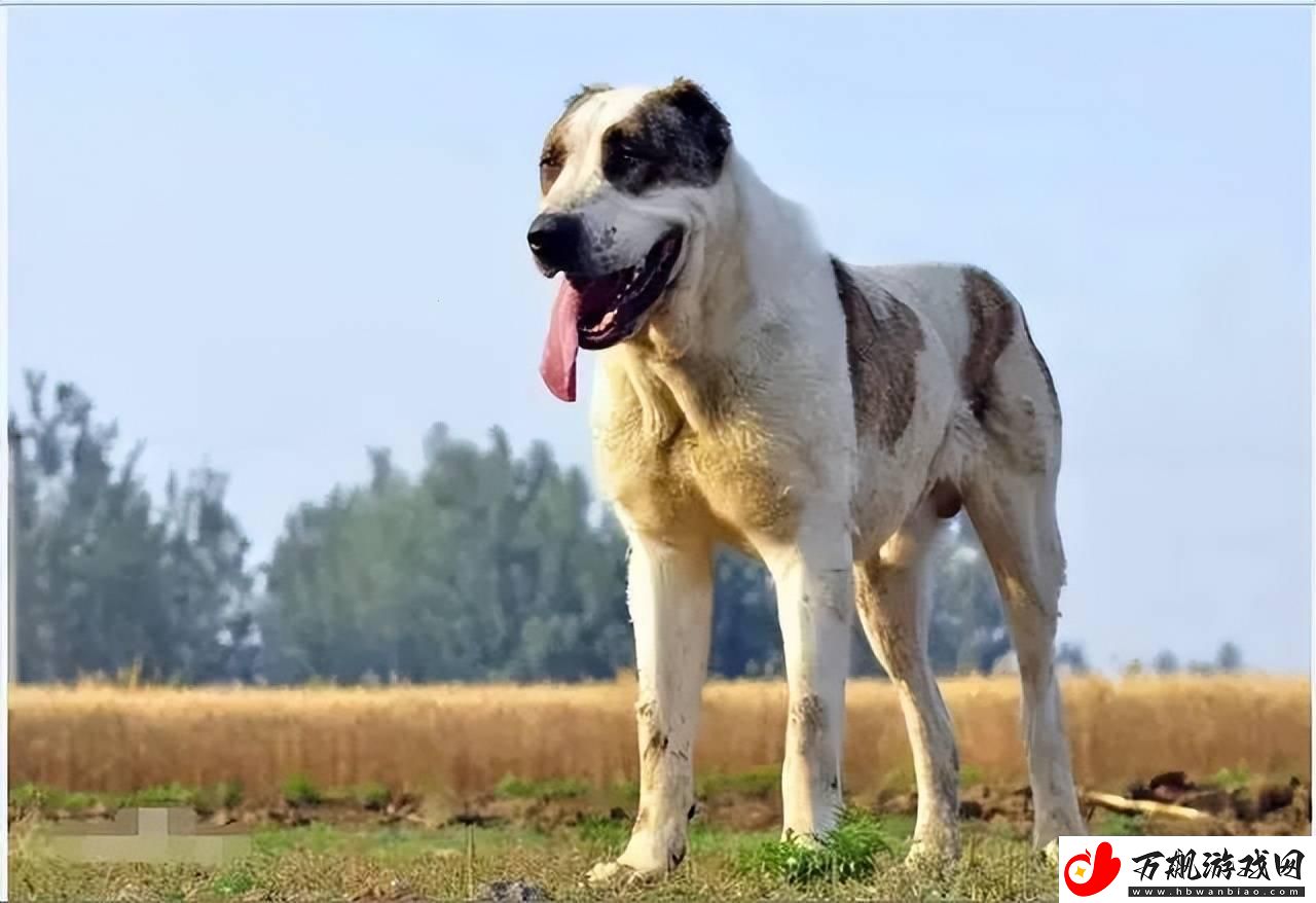 “俄罗斯犬种