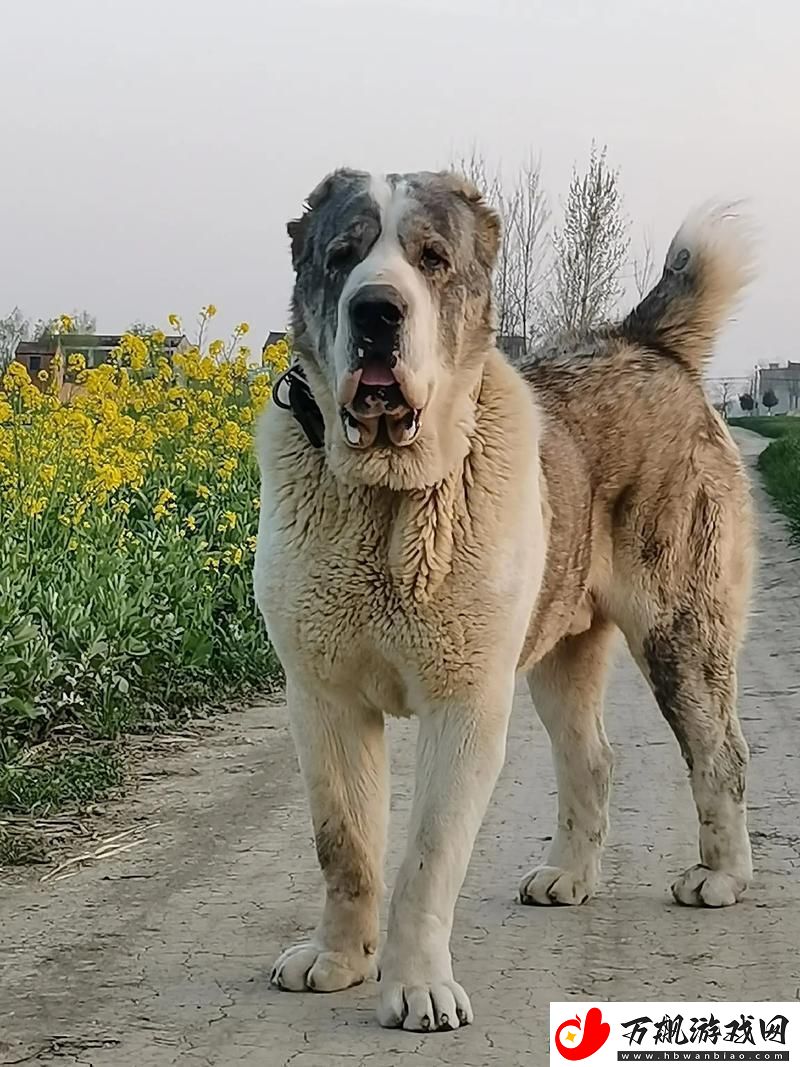 “俄罗斯犬种