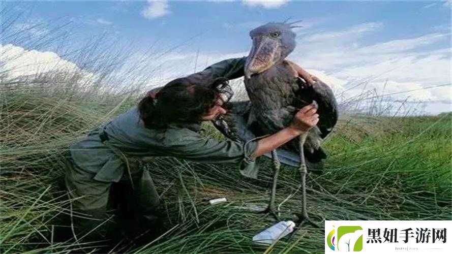 孤岛惊魂-3鳄鱼出没怎么办-教你轻松应对鳄鱼的方法