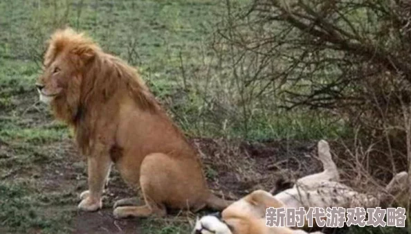 探索欧美风情