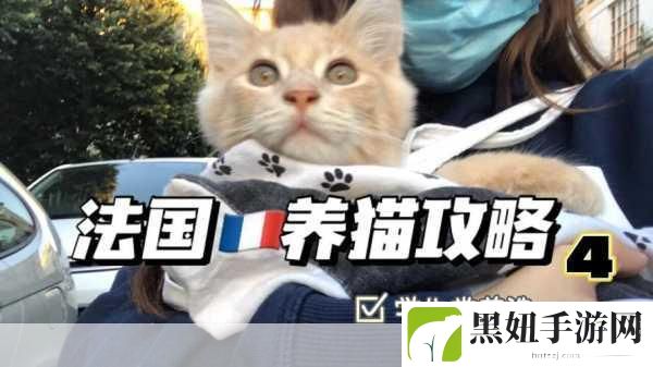 怪物猎人4养猫攻略，从入门到精通，成为养猫大师的必备秘籍