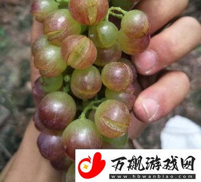 葡萄不准掉出来晚上检查