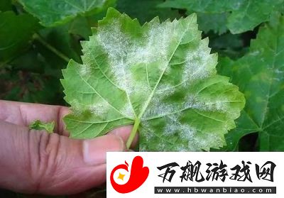 葡萄不准掉出来晚上检查