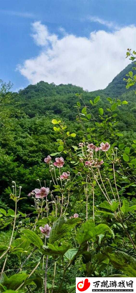 野花韩国视频在线观看：精彩内容等你看