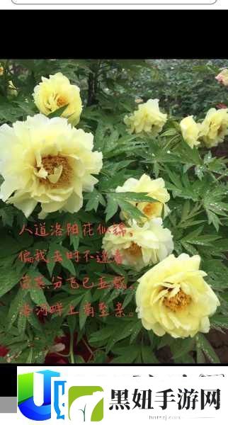 劳燕分飞的劳燕是什么意思-探寻古代成语背后的文化密码