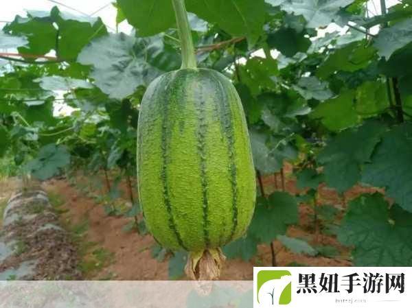 9丝瓜ios苏州晶体公司ios注册就免费：1. 苏州晶体公司：9丝瓜iOS注册的免费新机会