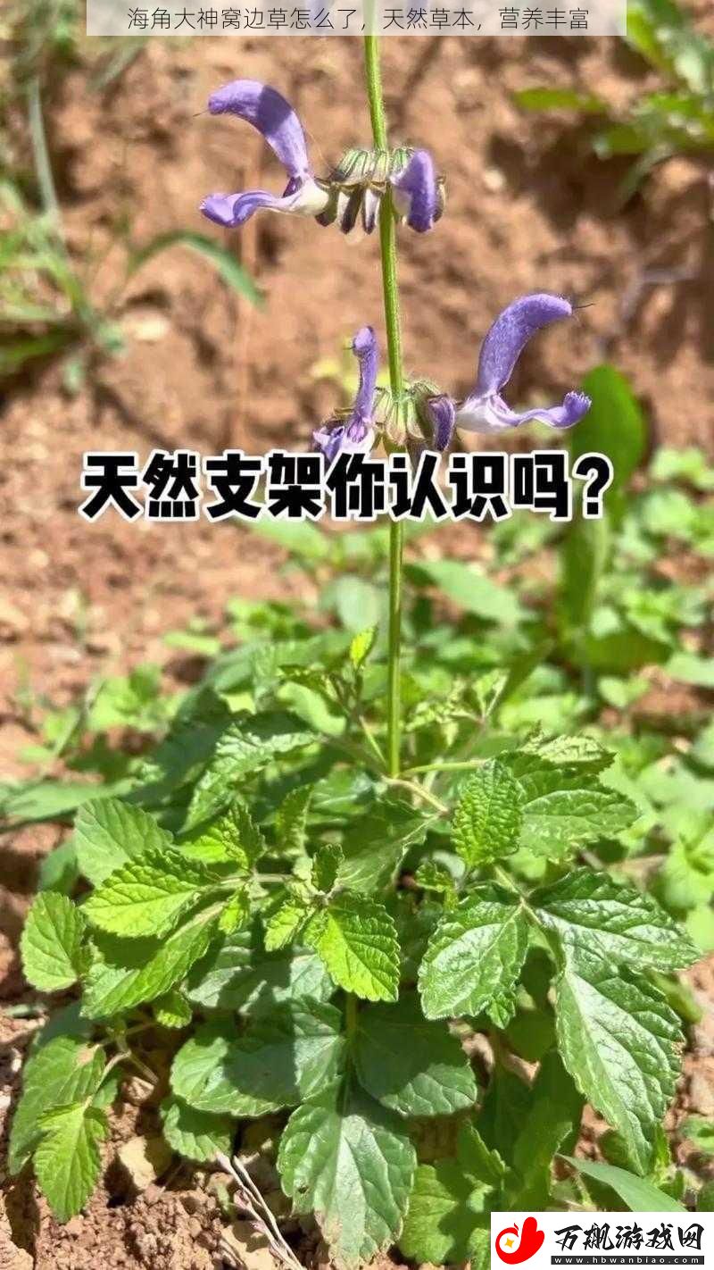 海角大神窝边草怎么了