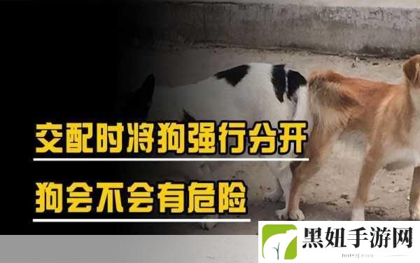 狗配人怎样配：当然可以，以下是一些与“狗配人”主题相关的扩展