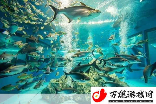 探索神奇海洋水族馆
