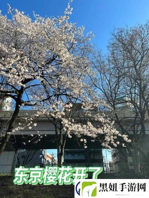病勤楼栋-1-12-樱花未增减:现状观察