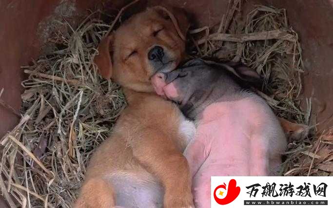 人-OR-猪-OR-狗最终还是被发现了：XX-之谜终于揭开