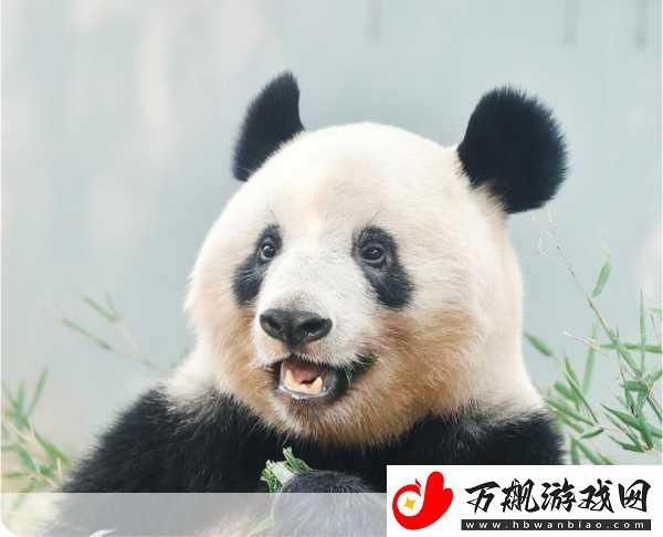 香香归国引热潮