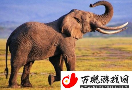大象家族的首领通常是-微博2021年1月30日森林驿站每日一题答案