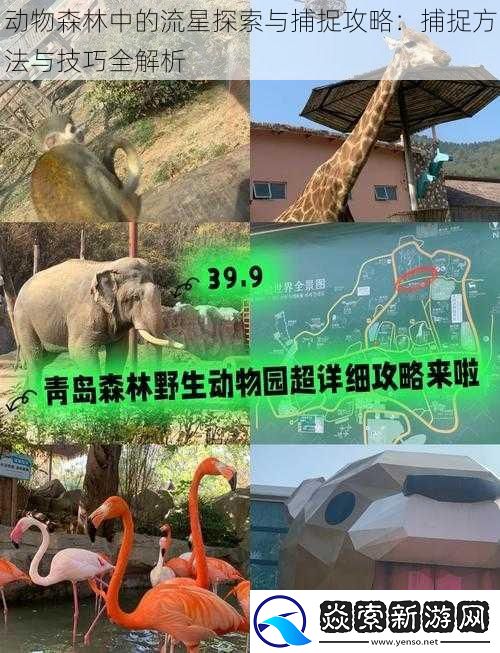 动物森林中的流星探索与捕捉攻略