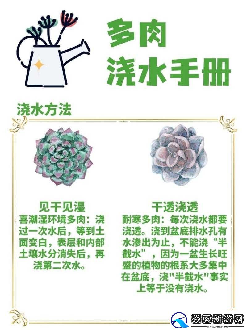 皇家共享小公主多肉的养护技巧