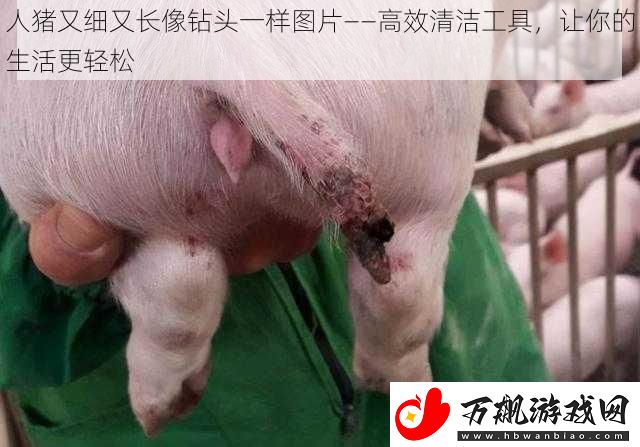 人猪又细又长像钻头一样图片——高效清洁工具